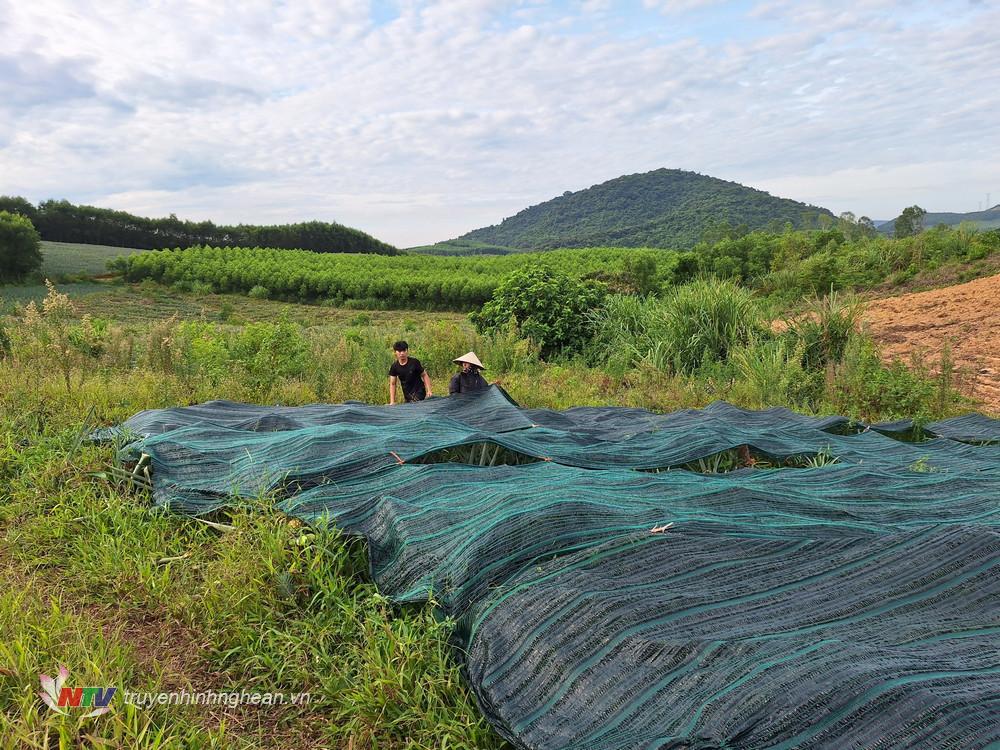 Nhiều hộ trồng dứa đầu tư mua lưới đen che để tránh nắng cho cây.