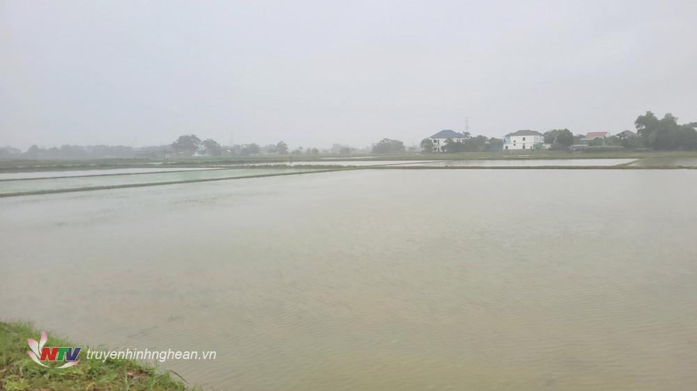 Hơn 1000ha lúa hè thu trên địa bàn huyện Hưng Nguyên bị ngập nhiều ngày dẫn đến hỏng.