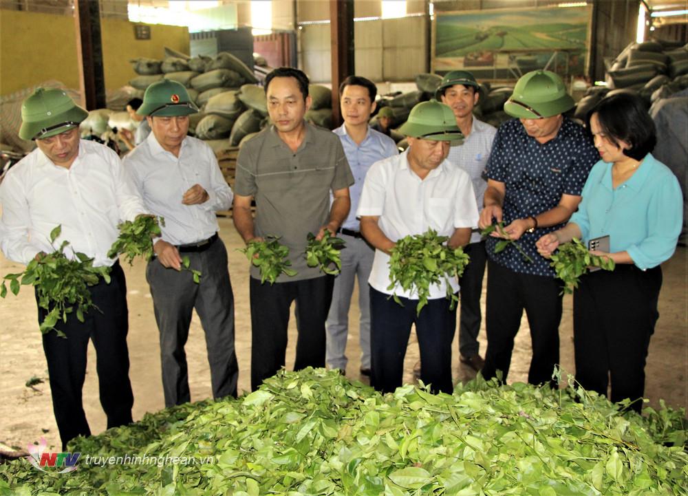 Phó Chủ tịch UBND tỉnh Nguyễn Văn Đệ thăm và kiểm tra cơ sở sản xuất chế biến chè của gia đình anh Nguyễn Văn Đường ở xã Thanh Mai.