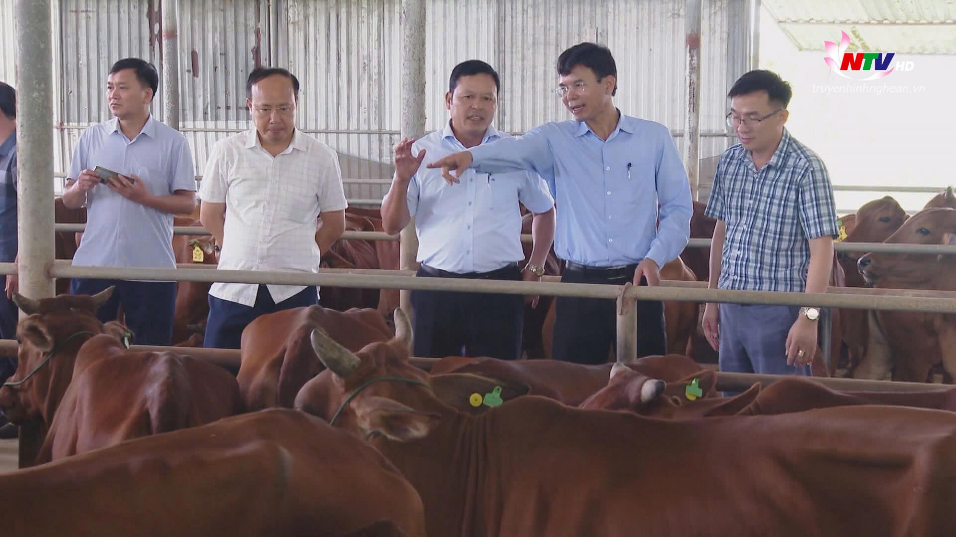 Tiếp nhận đàn bò giống do thành phố Hà Nội tặng.