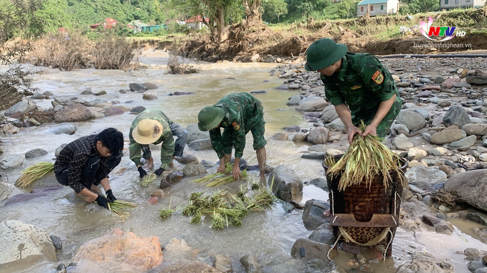 Những bông lúa bị ngập bùn được bộ đội và người dân rửa sạch trước khi đưa về nhà.
