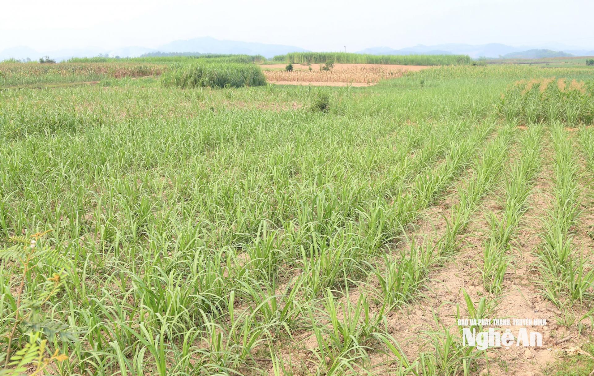 Mía nguyên liệu là cây trồng chủ lực của người dân trên địa bàn huyện Tân Kỳ cũ. Ảnh: XH