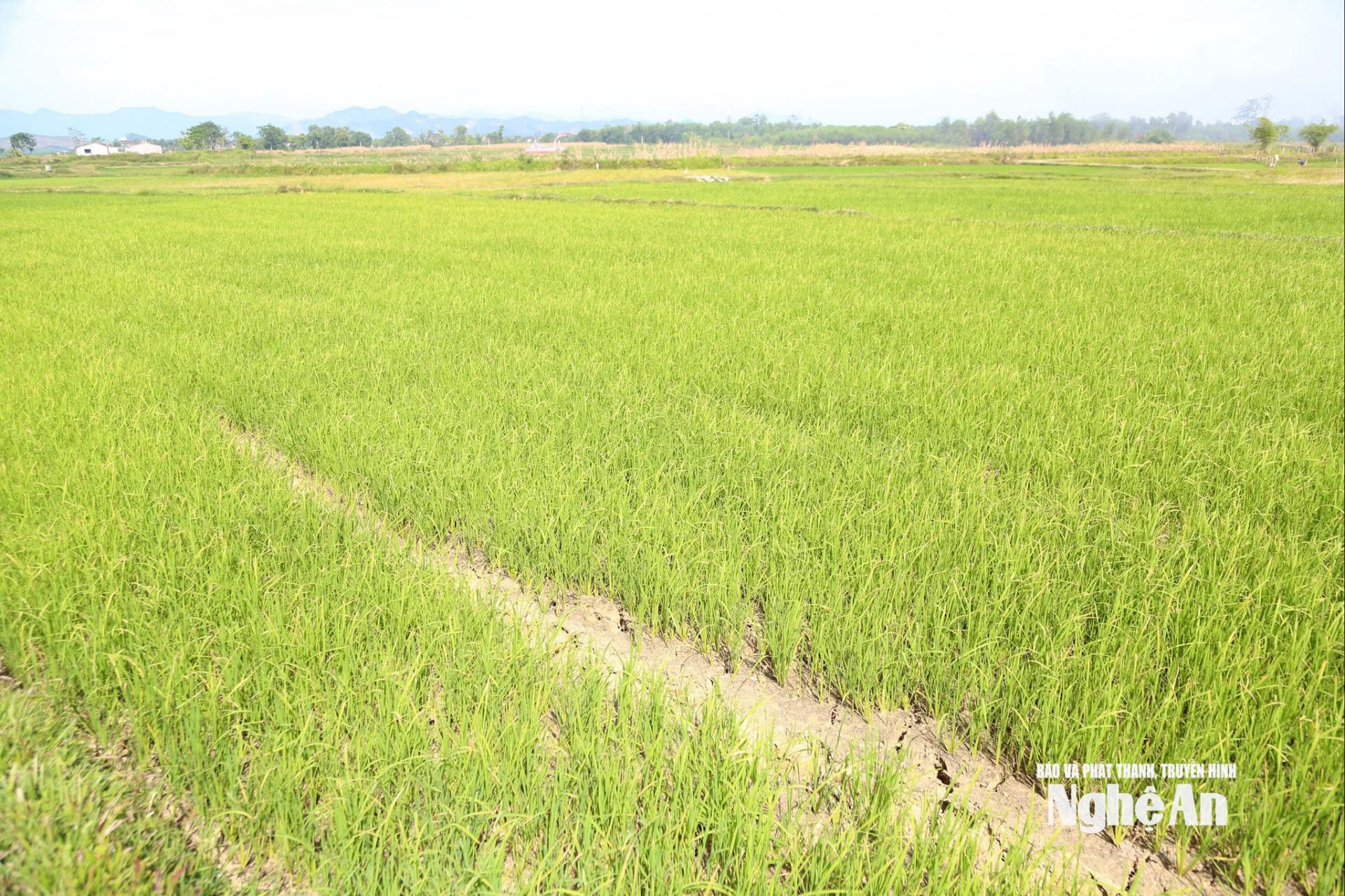 Một trong những cánh đồng lúa hè thu trên địa bàn Nghệ An đang khô hạn. Ảnh: XH