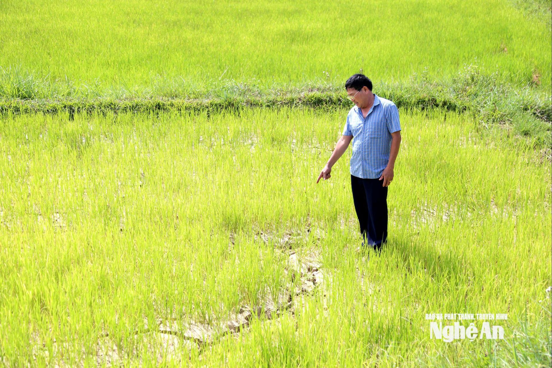 Ông Võ Phúc Hồng - thôn trưởng thôn 7A, xã Đại Đồng trước diện tích lúa đang bị khô hạn. Ản: XH