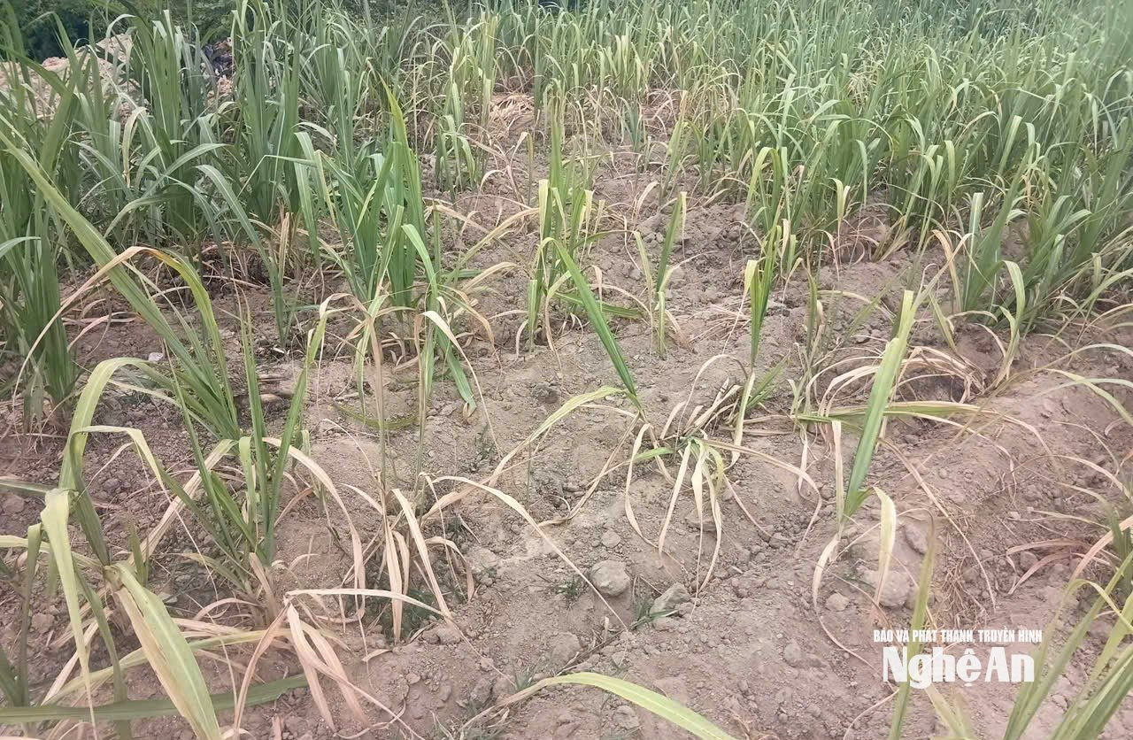 Cây mía không phát triển được do nắng nóng kéo dài. Ảnh: XH