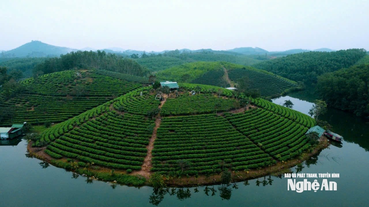 Đảo chè Cầu Cau xã Hoa Quân một thời được ví như Vịnh Hạ Long xứ Nghệ. Ảnh: Vĩnh Hoàng
