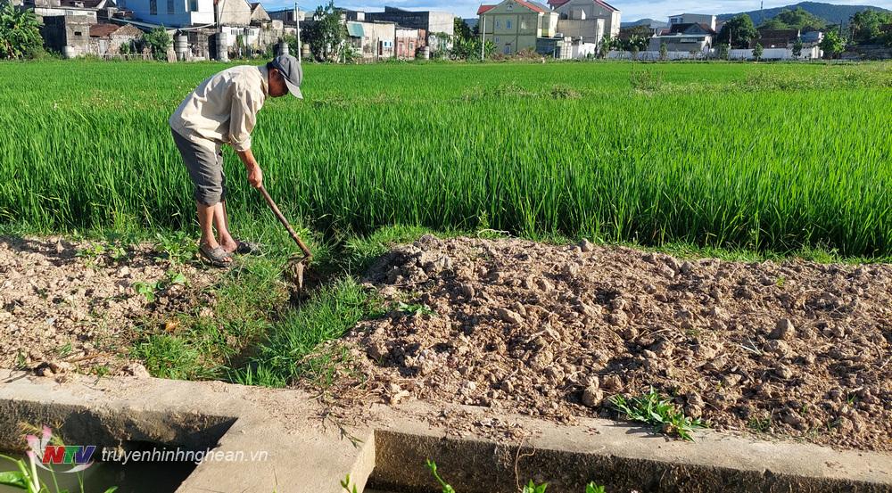 Vệ nông xóm 7, xã Minh Châu khơi thông dòng chảy để nước từ mương chảy vào ruộng.  