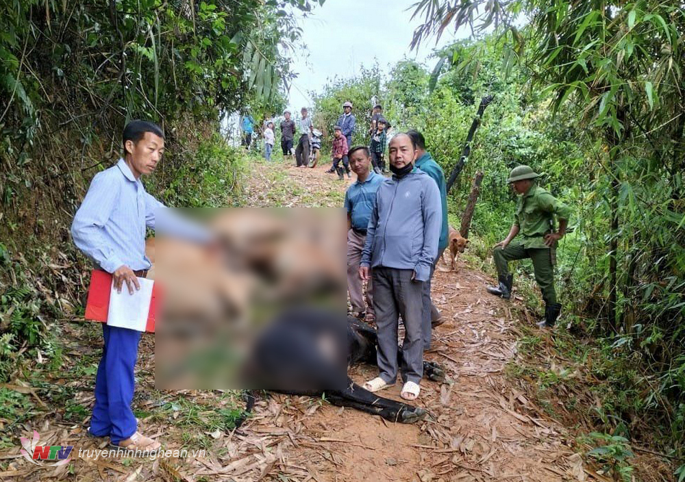 7/9 con bò anh Và Bá Hờ, sinh năm 1978, trú tại bản Huồi Ức 2, xã Huồi Tụ, huyện Kỳ Sơn, tỉnh Nghệ An, bị sét đánh chết đêm ngày 8 tháng 7.
