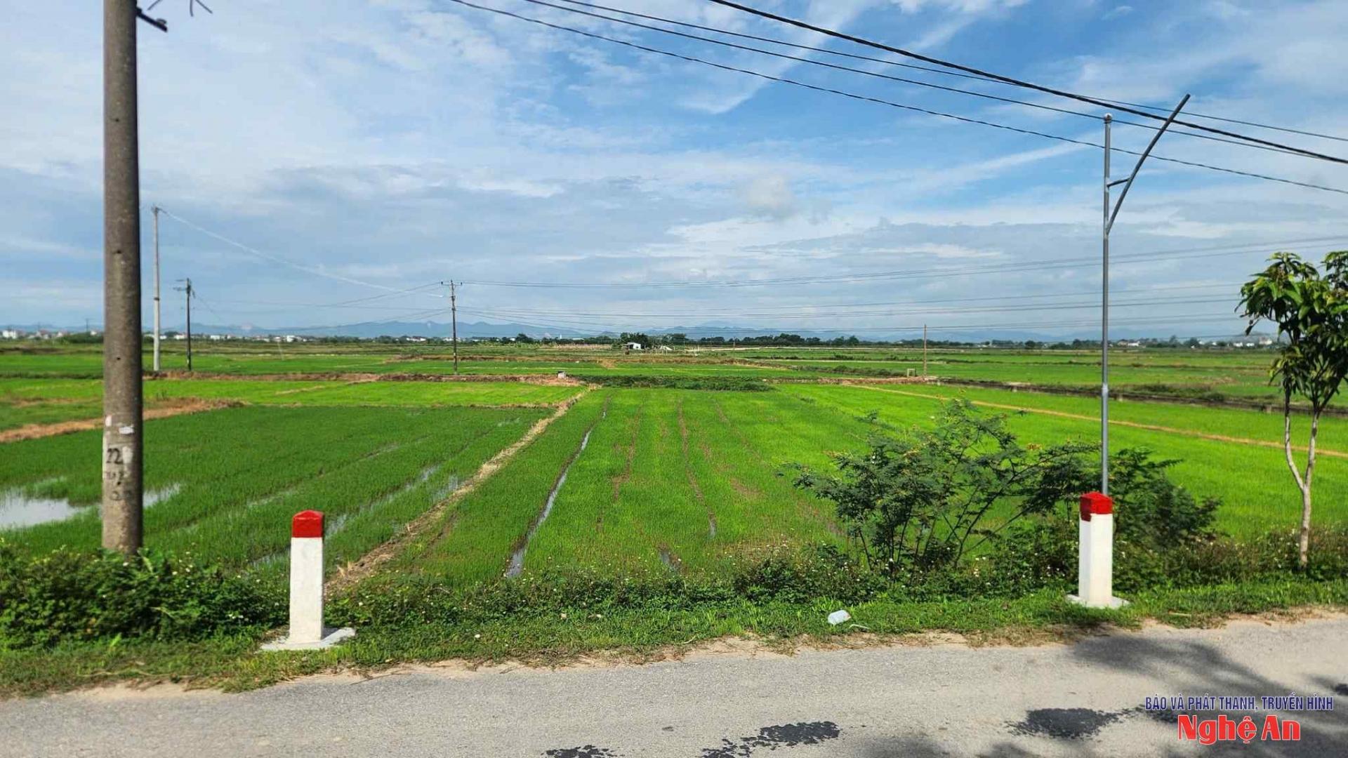 Một khu vực dự kiến bố trí tái định cư ở xã Hưng Nguyên Nam. 