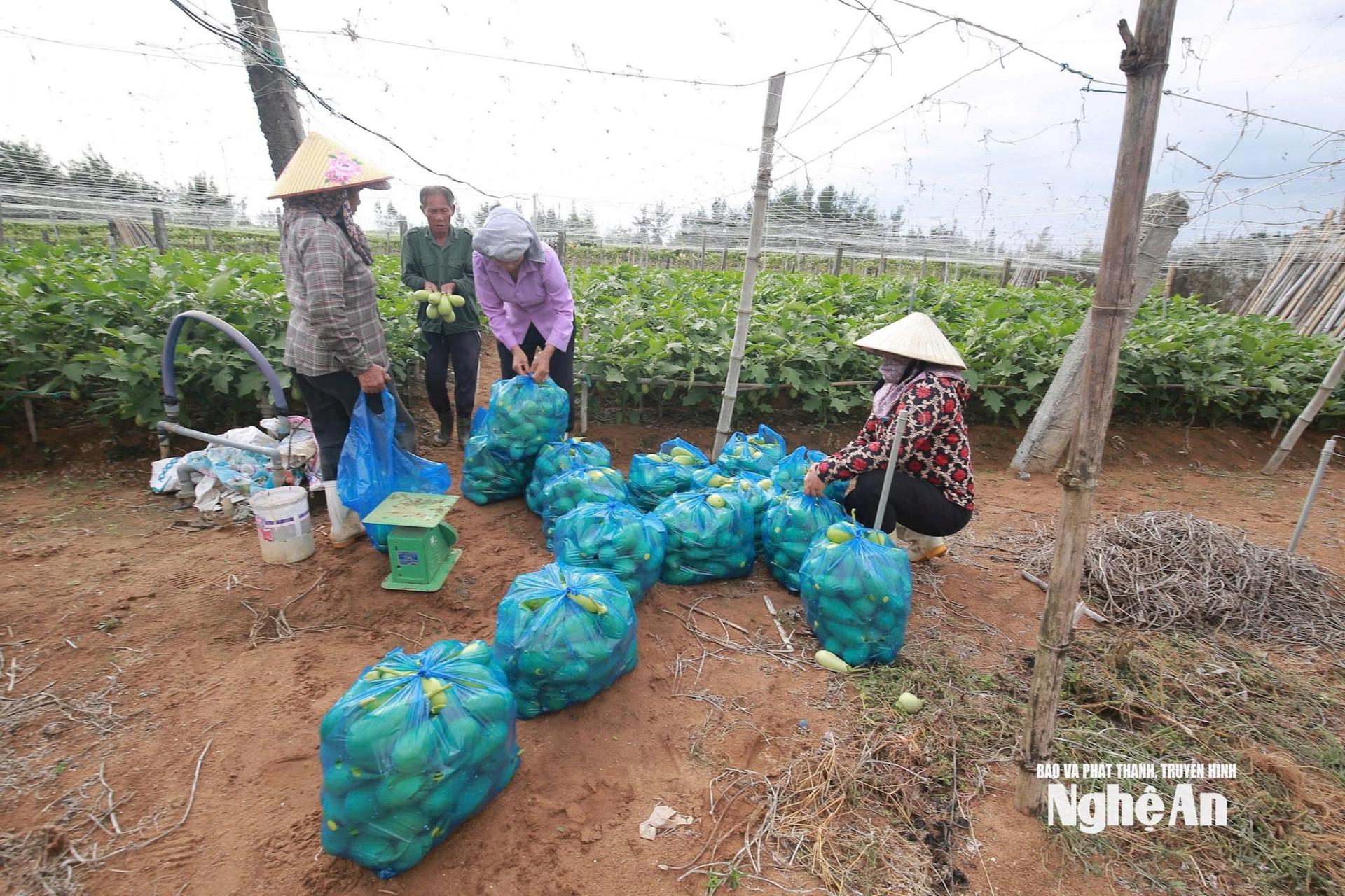 Cà dừa chưa đến lứa thu hoạch song người dân Quỳnh Anh xác định thu non, bán được giá còn hơn để bão làm rụng, đổ. Ảnh: T.P