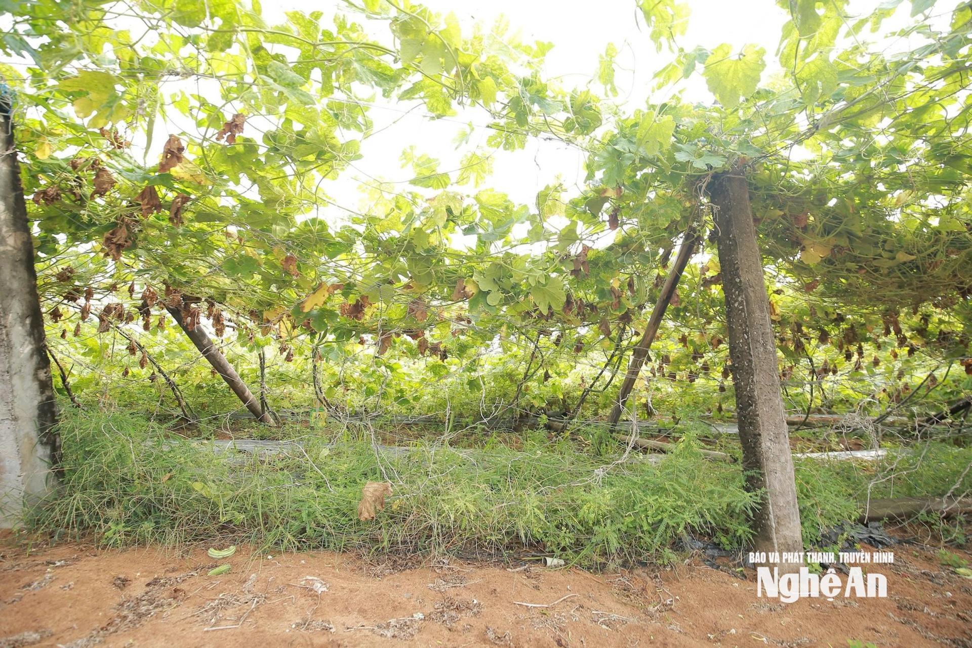 Giông lốc vào chiều tối 19/7 khiến nhiều diện tích giàn su su, mướp, bí ở vùng màu Quỳnh Mai bị đổ rạp. Ảnh: T.P