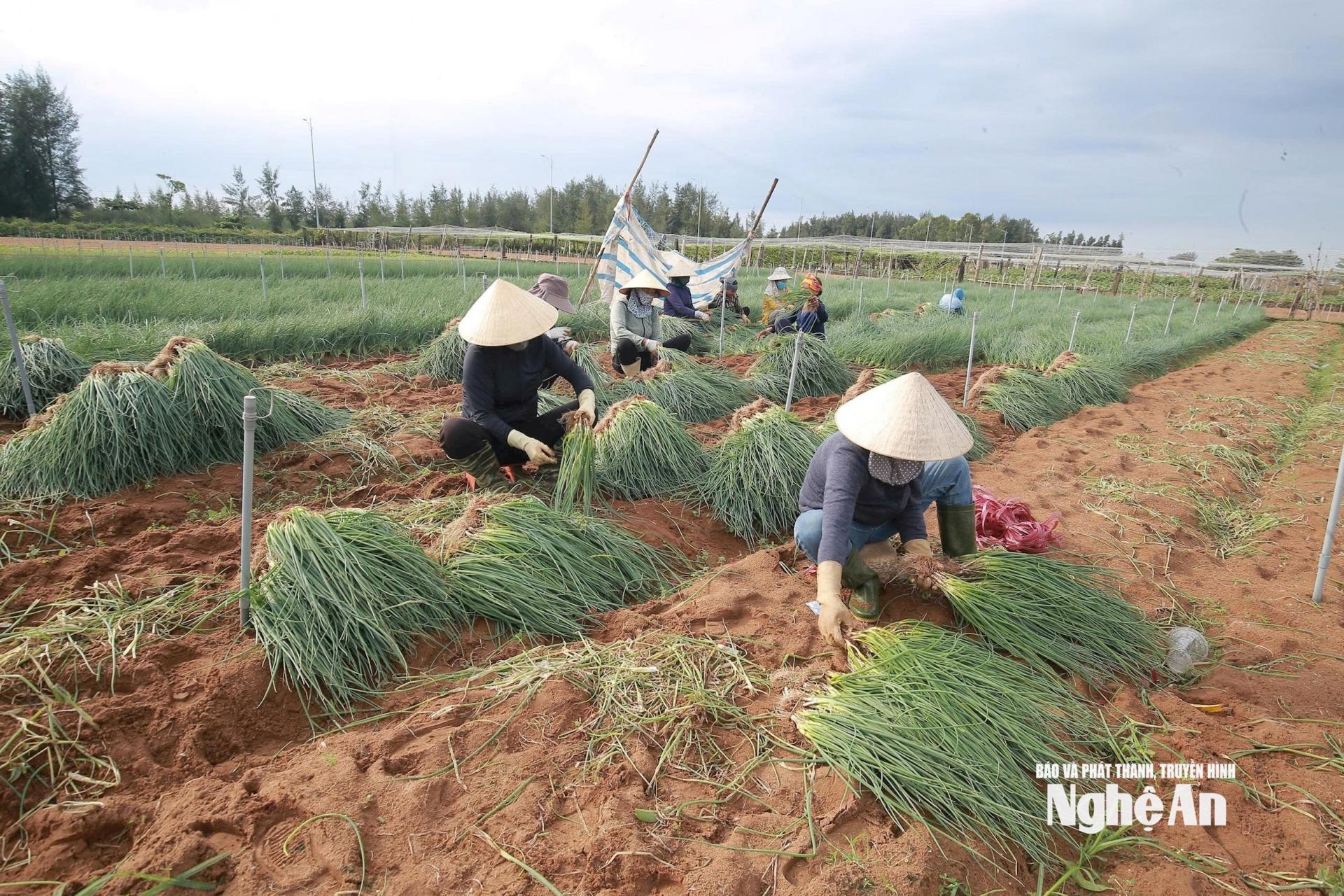 Nông dân Quỳnh Mai thu hoạch hành lá chạy bão. Ảnh: T.P