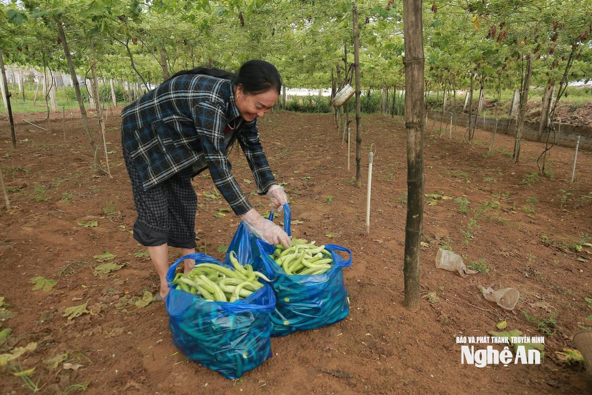 Tranh thủ trời tạnh ráo trước bão, người dân thu hoạch mướp ngọt. Ảnh: T.P