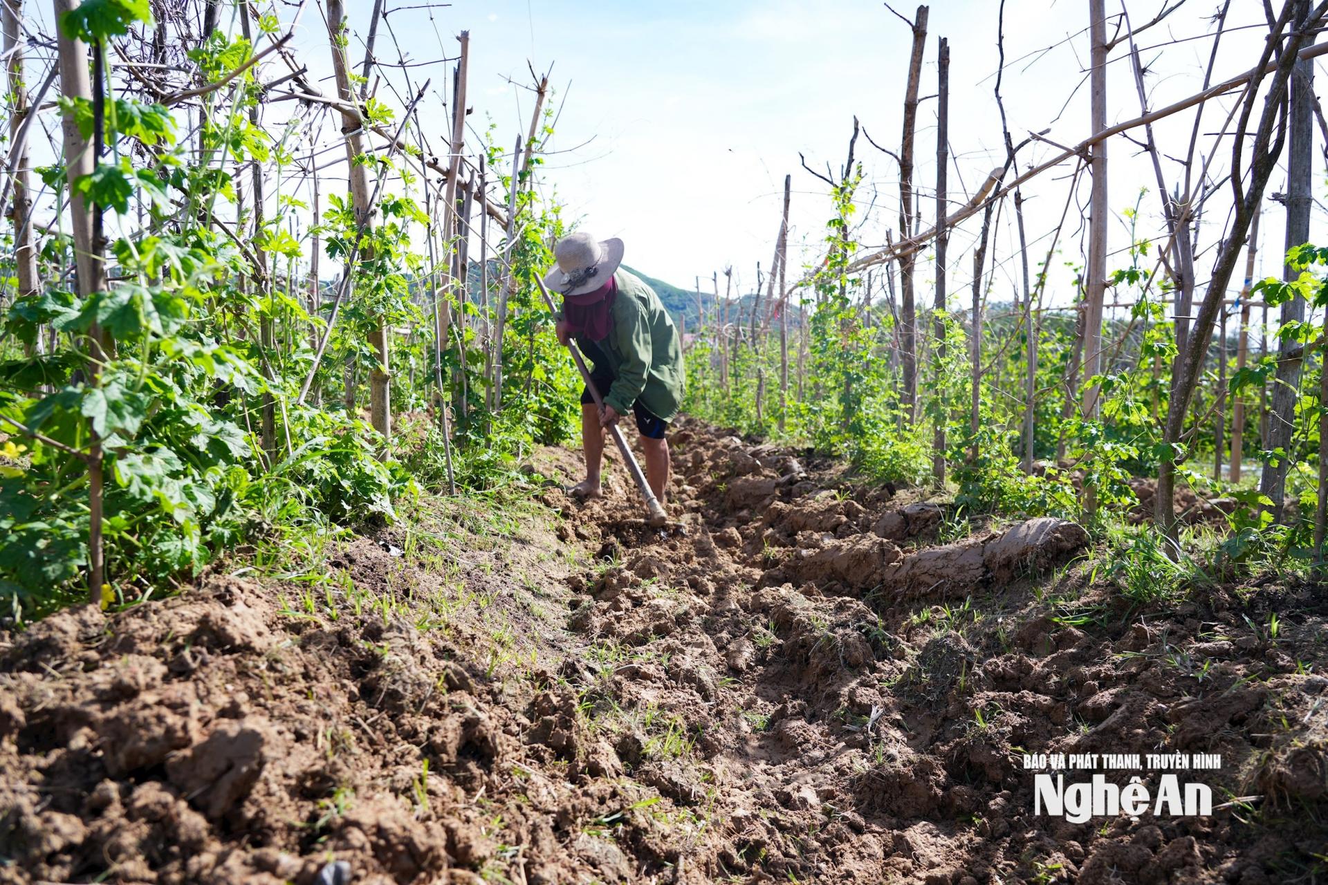 Nông dân Đại Huệ nạo vét rãnh thoát nước phòng mưa to, gây ngập úng. Ảnh: T.P