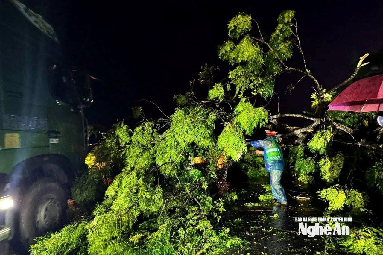Những cây xanh bị gãy đổ trên Quốc lộ 7 được kịp thời xử lý, đảm bảo cho các phương tiện lưu thông. Ảnh: P.V