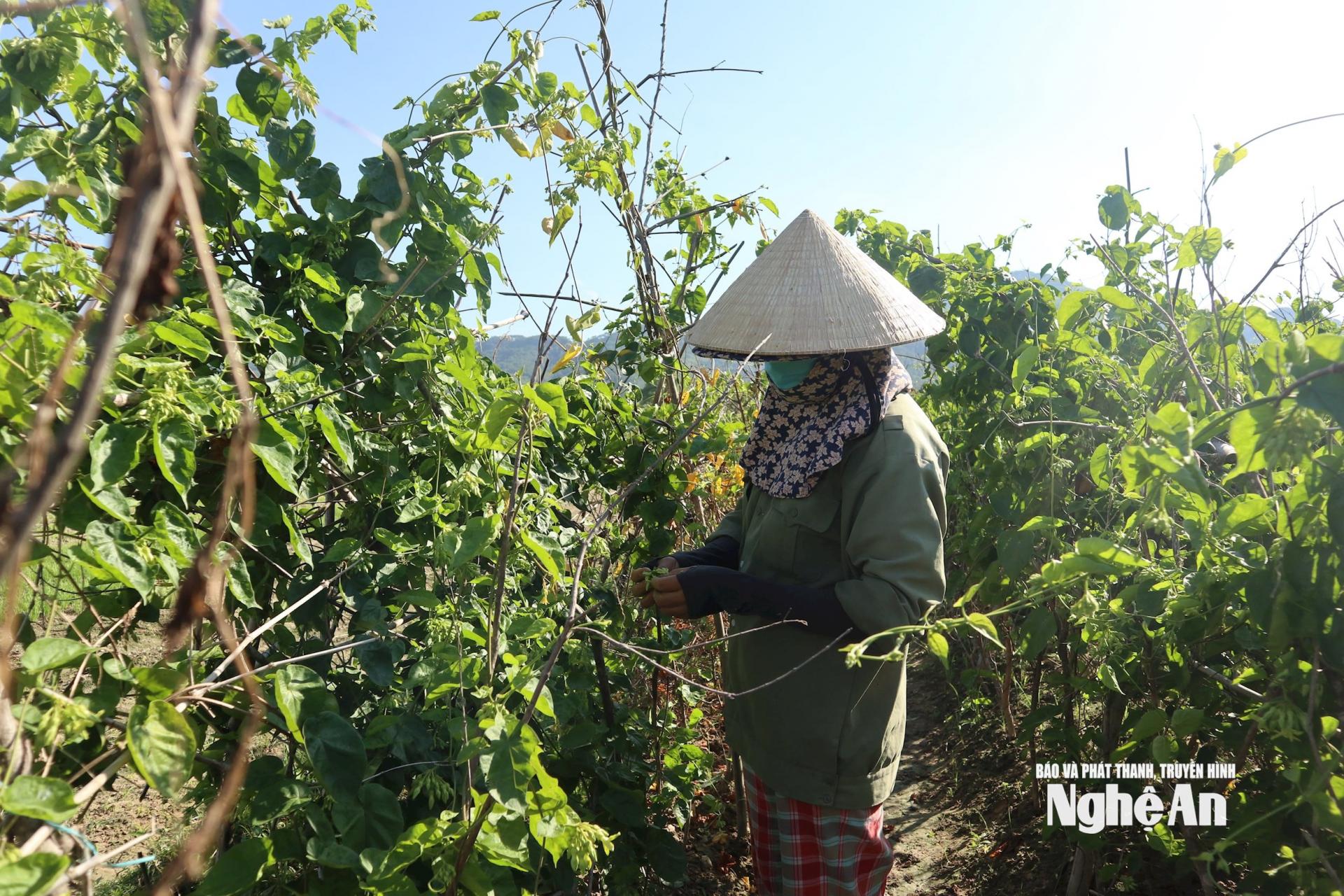 Dù mới thu hoạch vào hôm qua nhưng sáng nay, bà Nguyễn Thị Hạnh vẫn ra đồng hái hoa thiên lý đang nụ vì lo mưa to, gió lớn làm hoa rụng. Ảnh: T.P