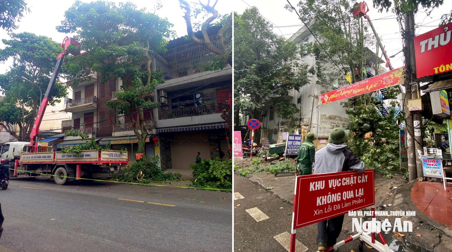 Các cây xanh được cắt tỉa, rà tán trước khi bão tiến vào đất liền. Ảnh: Q.A