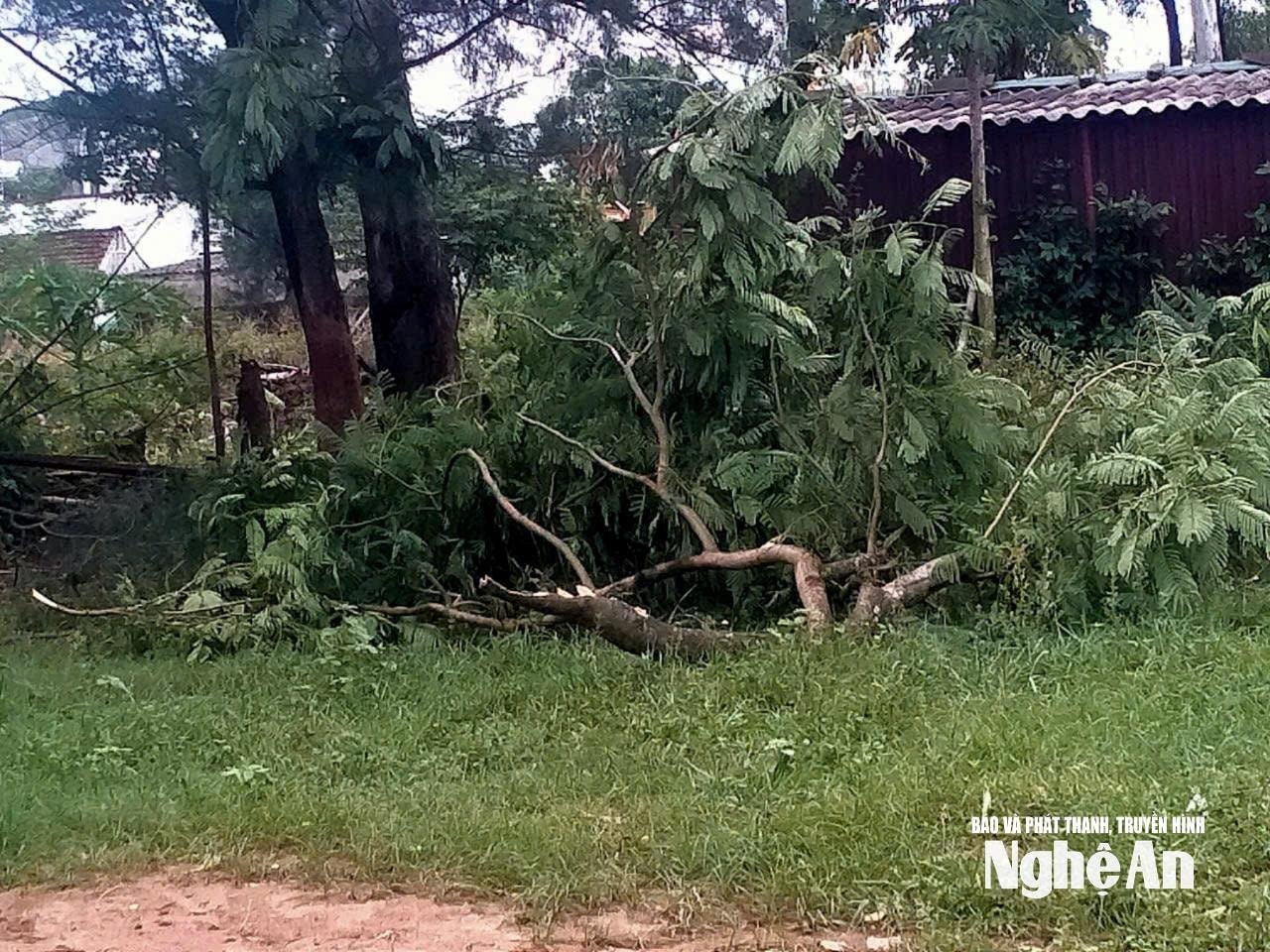 Hiện trường cây xanh gãy đổ khiến 1 người thiệt mạng tại phường Vinh Lộc ngày 19/7. Ảnh: CSCC