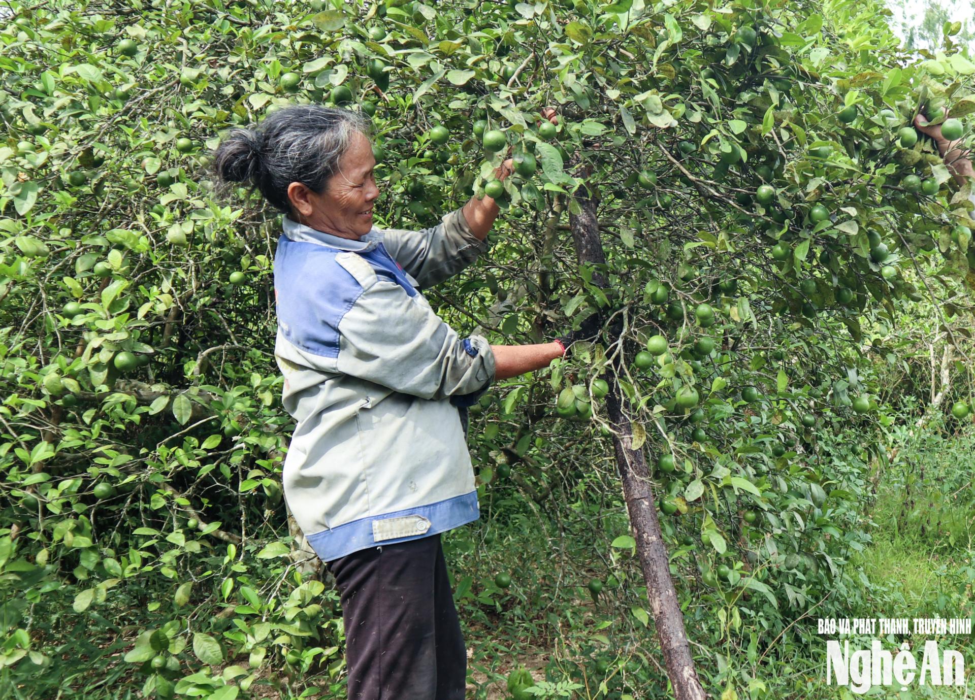 Nông dân Hưng Trung chằng néo bảo vệ cây chanh trước khi bão vào. Ảnh: T.P