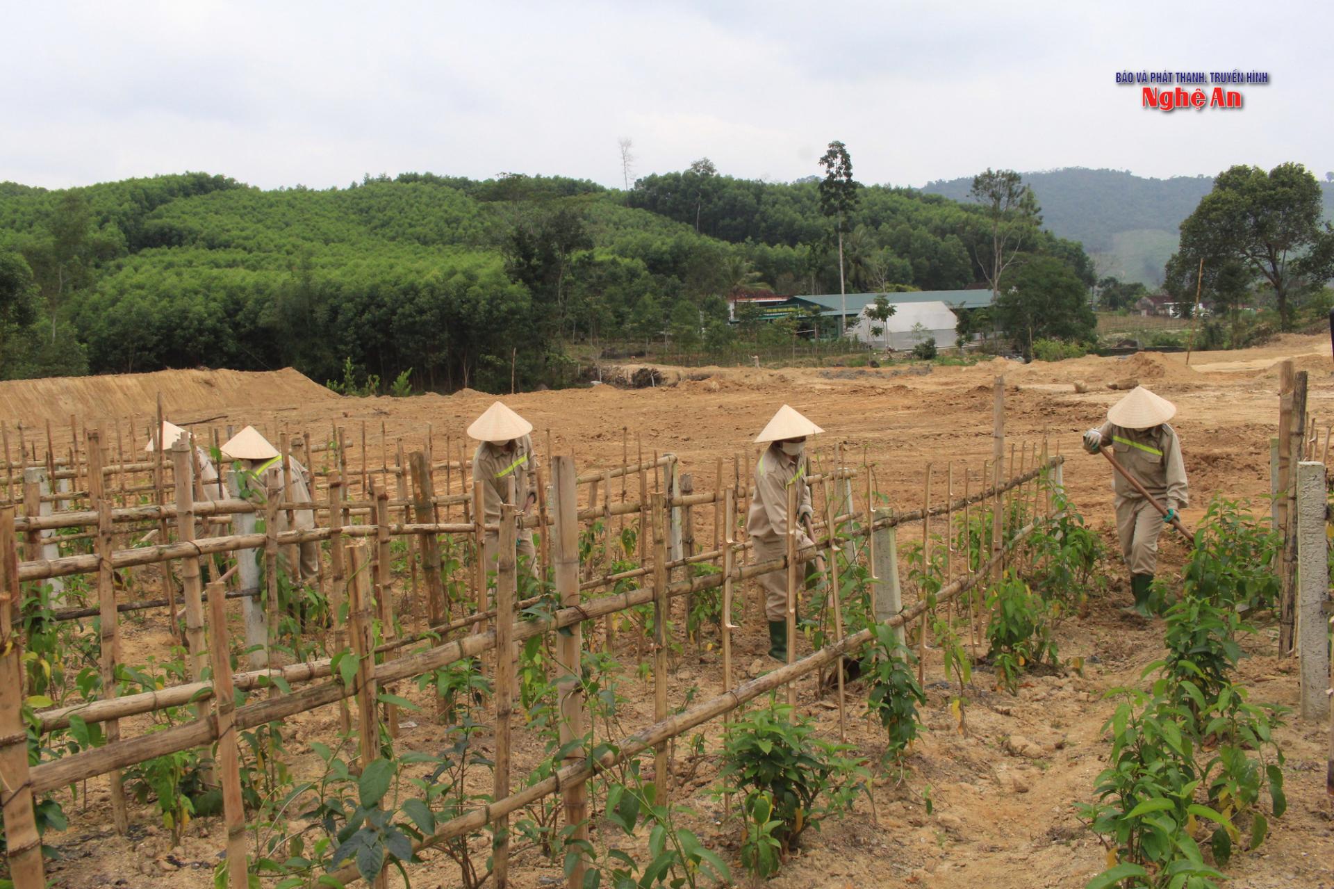 Công nhân HTX Tĩnh Sáng Đường xã Tam Hợp chăm sóc cây dược iệu.