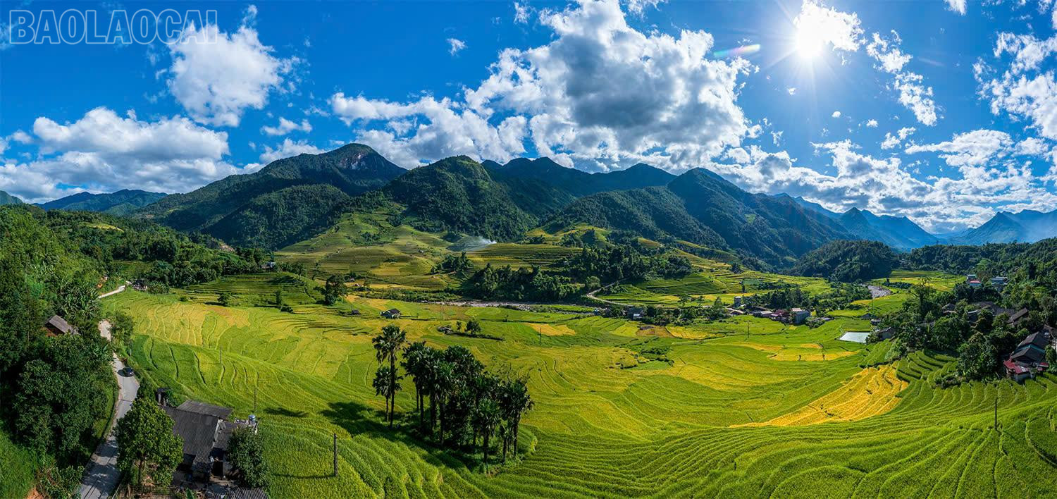 Ngậm nắng từ những ngày hạ gay gắt, bước sang thu, những hạt lúa chuyển sang màu nắng vàng óng. Lúa chín một góc trời nhuộm vàng những thửa ruộng bậc thang ở khắp các sườn núi Sa Pa hùng vĩ.