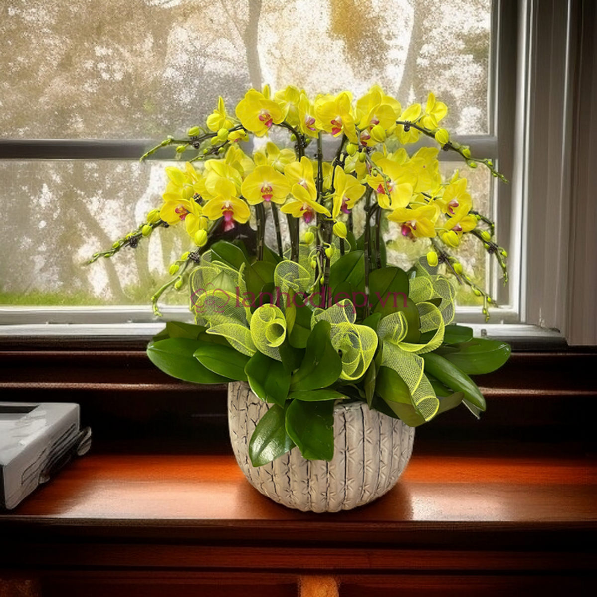 Lan hồ điệp vàng tạo điểm nhấn ấn tượng trong ngày khai giảng