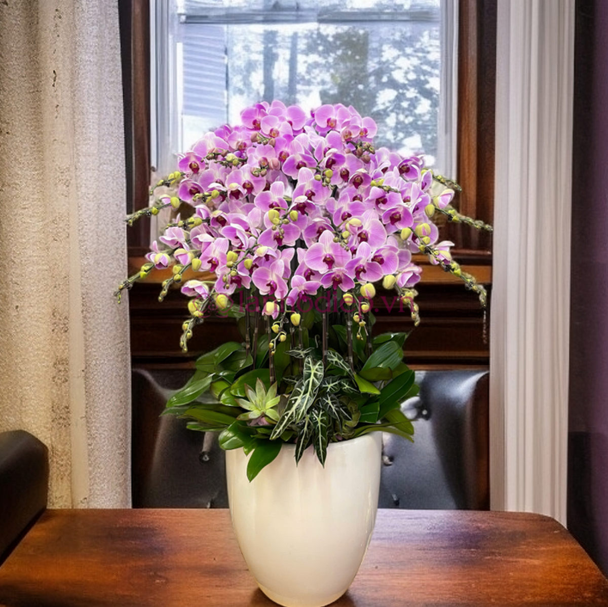 Chậu lan hồ điệp Đà Lạt tặng khai giảng hồng trang nhã và thanh lịch