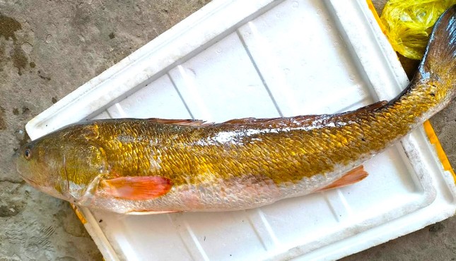 Con cá anh Hiếu câu được có một màu vàng óng ánh từ đầu đến đuôi.