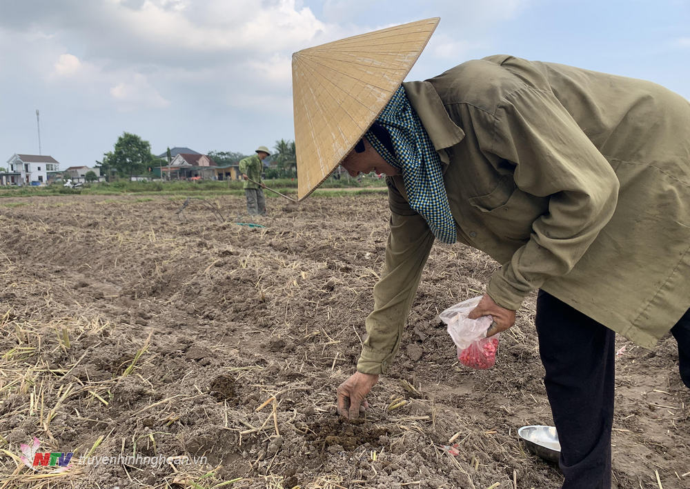 Tại xã Trù Sơn, Đô Lương, hiện đã gieo trồng được 30 ha diện tích cây vụ đông.