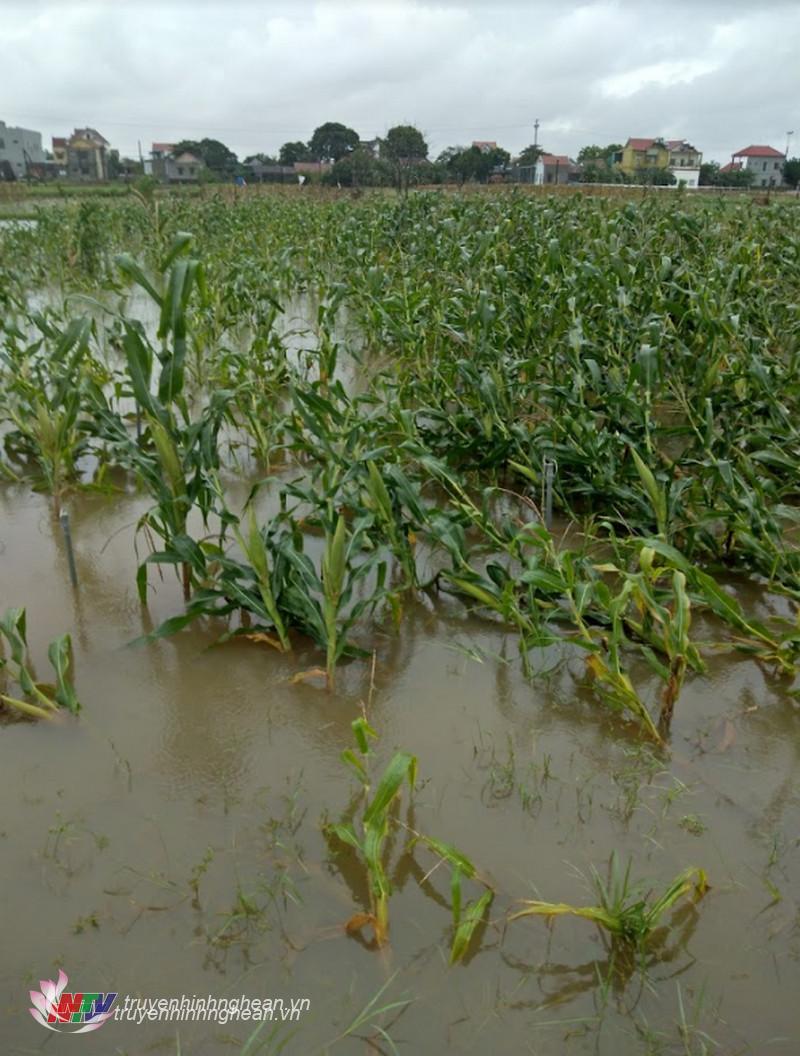 Toàn huyện Quỳnh Lưu có 605 ha ngô, rau màu các loại bị ngập nước do mưa lớn
