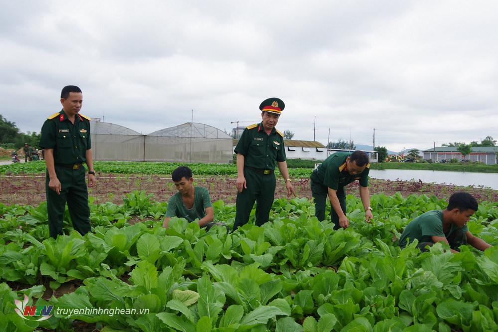 Đoàn công tác kiểm tra công tác tăng gia sản xuất rau xanh của đơn vị. 
