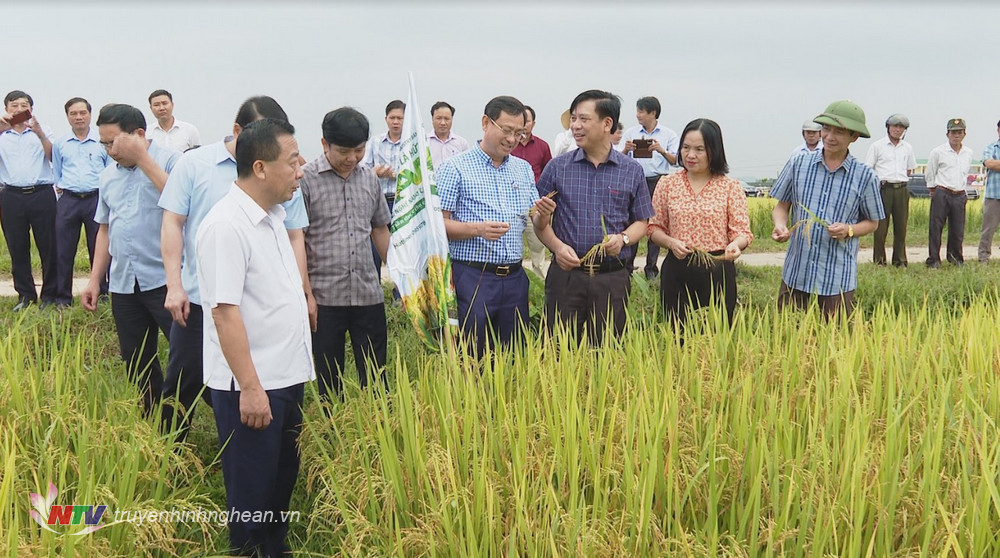 Đoàn công tác kiểm tra mô hình lúa chất lượng cao có diện tích 70 ha tại xã Công Thành, Yên Thành.