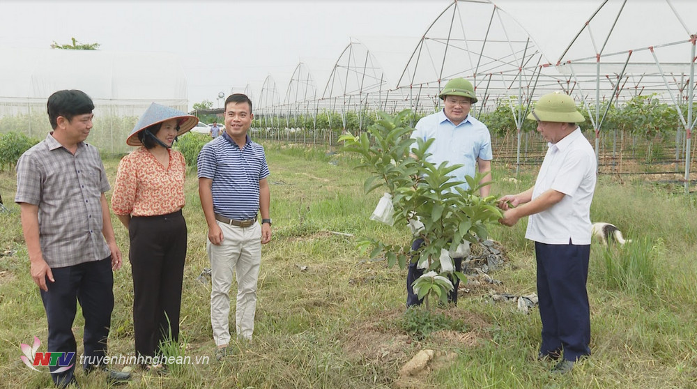Đồng chí Nguyễn Văn Đệ đã đi kiểm tra mô hình sản xuất nông nghiệp ứng dụng công nghệ cao trong nhà màng tại trang trại Đồi Chồi, xã Văn Sơn, Đô Lương. 