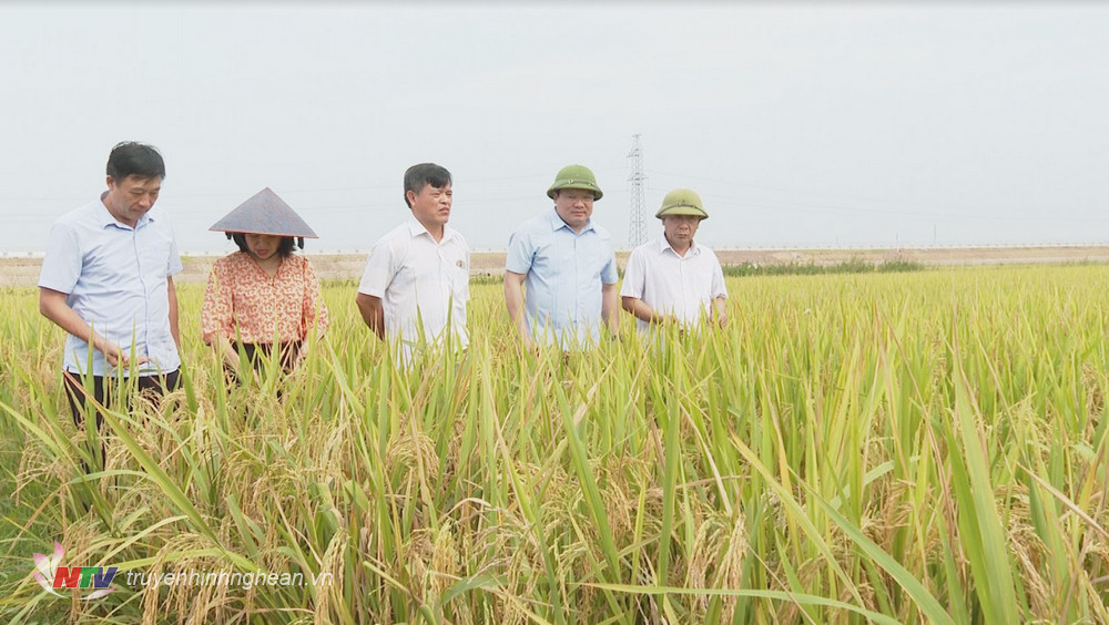Đoàn công tác kiểm tra mô hình lúa chất lượng cao có diện tích 70 ha tại xã Công Thành, Yên Thành.