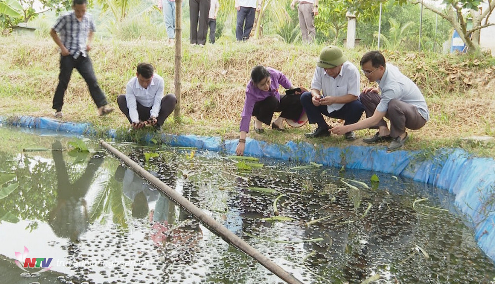 Đoàn công tác thăm mô hình trang trại trồng bưởi da xanh, cam, nuôi ốc bươu xã Tăng Thành, Yên Thành.