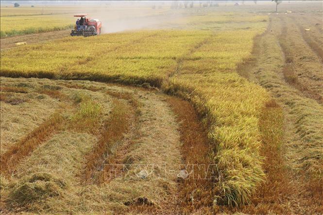 Chính phủ vừa ban hành Nghị định số 112/2024/NĐ-CP quy định chi tiết về đất trồng lúa. Ảnh minh họa