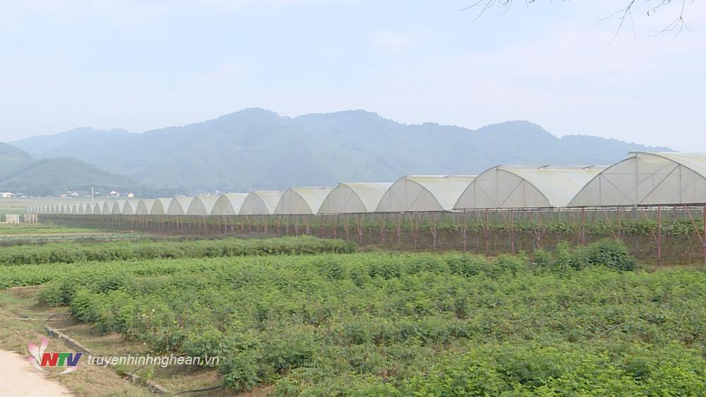 Mô hình sản xuất nông nghiệp công nghệ cao của Công ty TNHH Hùng Cường.