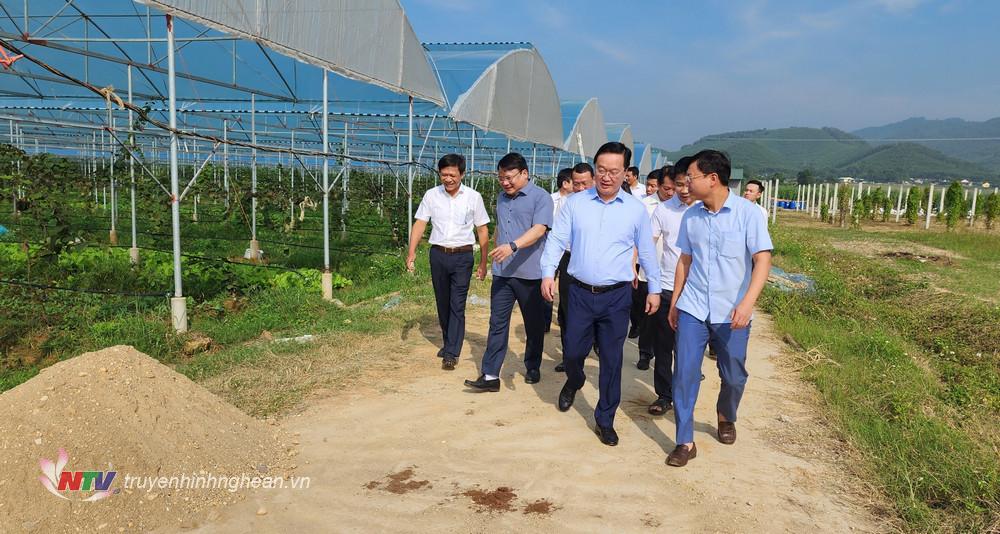 Chủ tịch UBND tỉnh Nguyễn Đức Trung cùng đoàn công tác đi tham quan mô hình sản xuất nông nghiệp công nghệ cao của Công ty TNHH Hùng Cường tại xã Nghĩa Thuận, TX Thái Hoà.