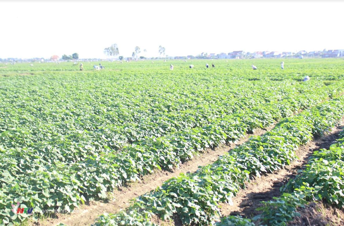 Vụ đông năm 2023,xa toàn xã Quỳnh Yên gieo trồng 60 ha khoai lang trắng và đỏ