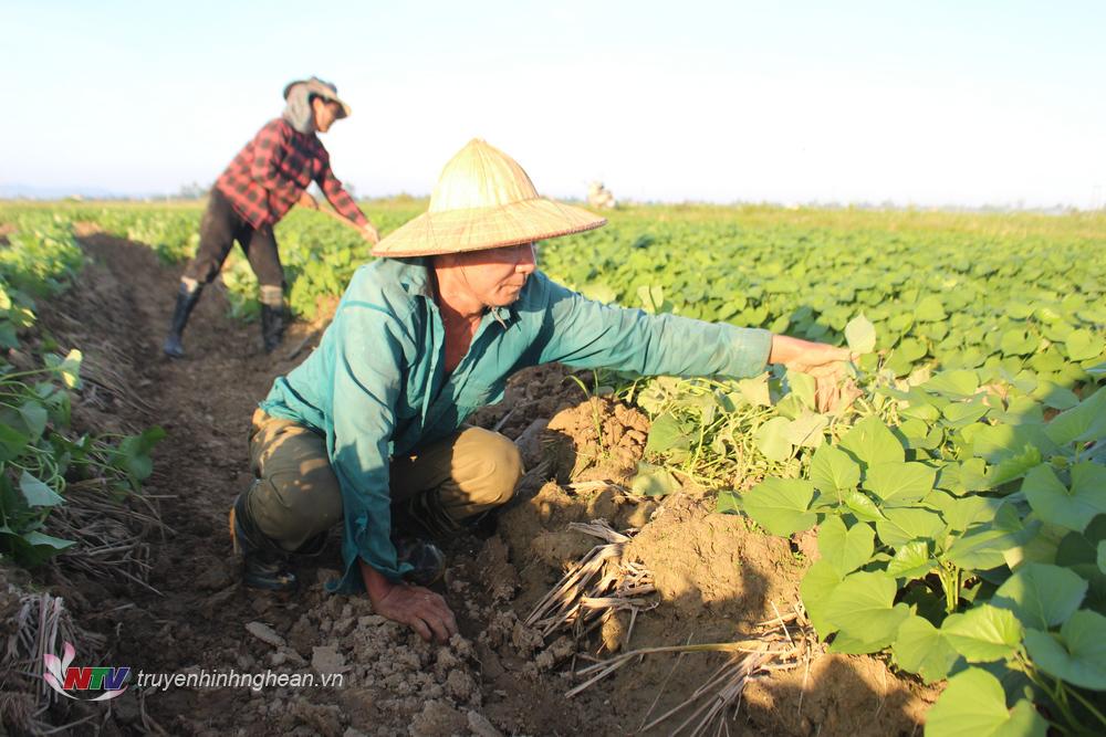 hời điểm này bà con nông dân xã Quỳnh Yên đang tích cực ra đồng chăm sóc cho cây trồng vụ đông