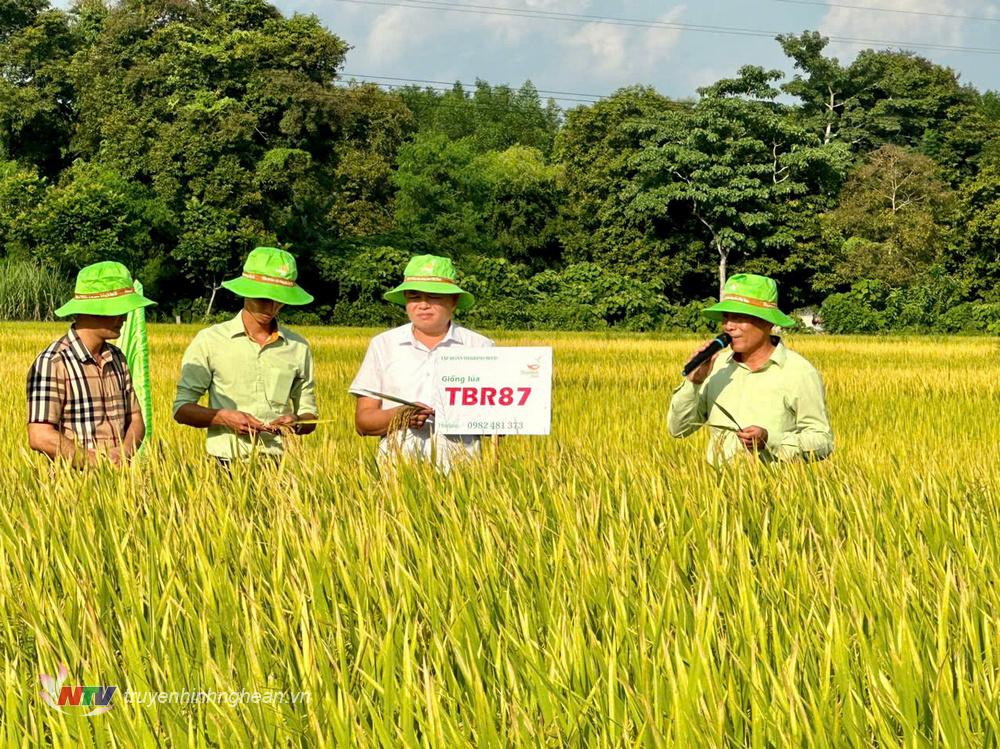 Năng suất lúa áp dụng khoa học kỹ thuật tạo màu vàng bội thu của xã Châu Đình, Quỳ Hợp.