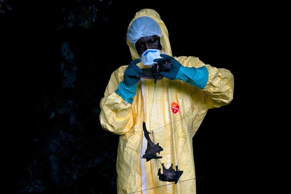 Một nhà nghiên cứu của Trung tâm Nghiên cứu Y tế Quốc tế Franceville thu thập dơi bằng lưới vào ngày 25/11/2020, bên trong một hang động ở Gabon. Ảnh: Steeve Jordan/AFP.