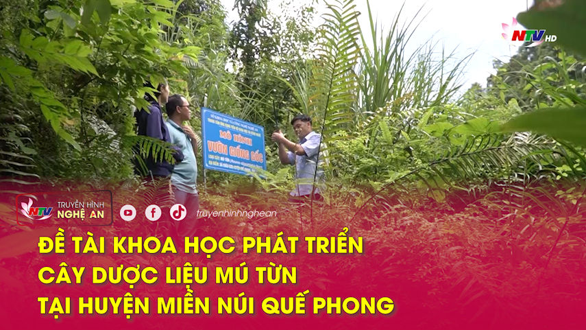Khoa học & Công nghệ: Đề tài khoa học phát triển cây dược liệu mú từn tại huyện miền núi Quế Phong