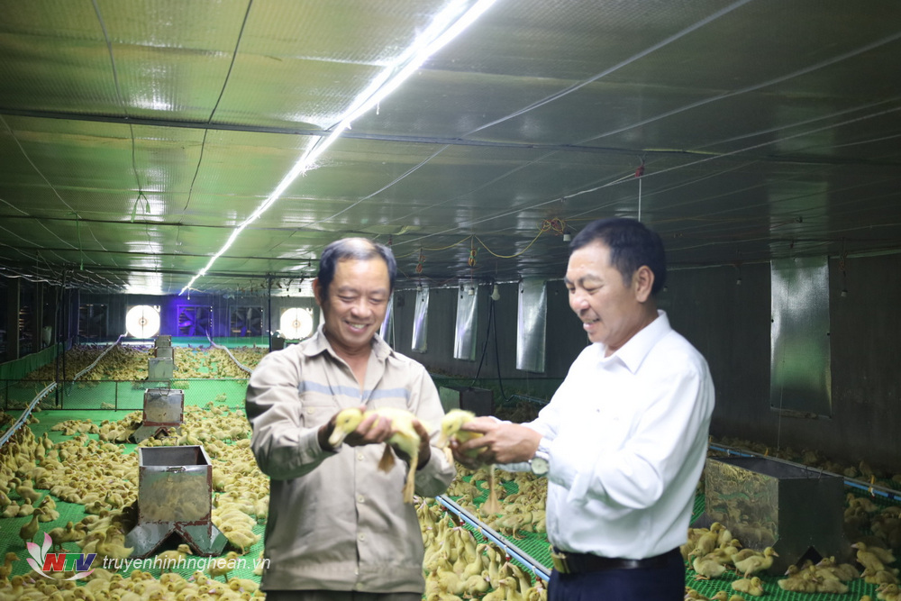 Mô hình nuôi vịt theo công nghệ cao mang lại thu nhập 600 triệu đồng mỗi năm của ông Phan Văn Tuyền, xã Nam Cát.