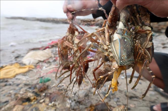 Thông tin 10 người thiệt mạng do dính axit sunfuric khi lặn đang loan truyền trên mạng xã hội là tin giả. Ảnh minh họa