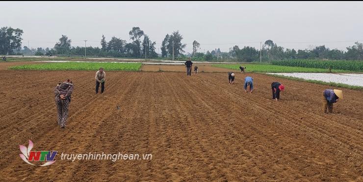 Nông dân Diễn Hùng tập trung nhân lực ra đồng gieo trồng lạc vụ xuân