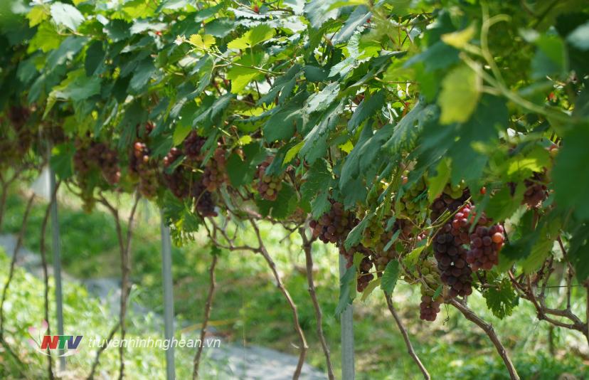 Những vườn kho trĩu quả được bà con địa phương trồng trong các dãy núi.