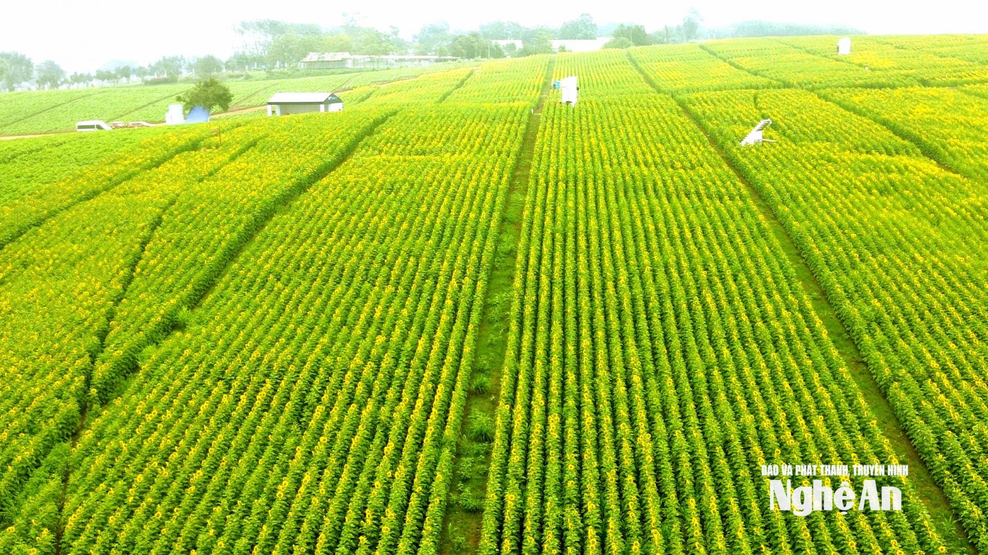 Những ngày này, đồi hoa hướng dương trên địa bàn xã Nghĩa Lâm, tỉnh Nghệ An đã bắt đầu nở rộ, trải dài hàng chục héc ta. Những đồi hoa hướng dương này được Trang trại TH trồng định kỳ những năm qua. Ảnh: Xuân Hoàng