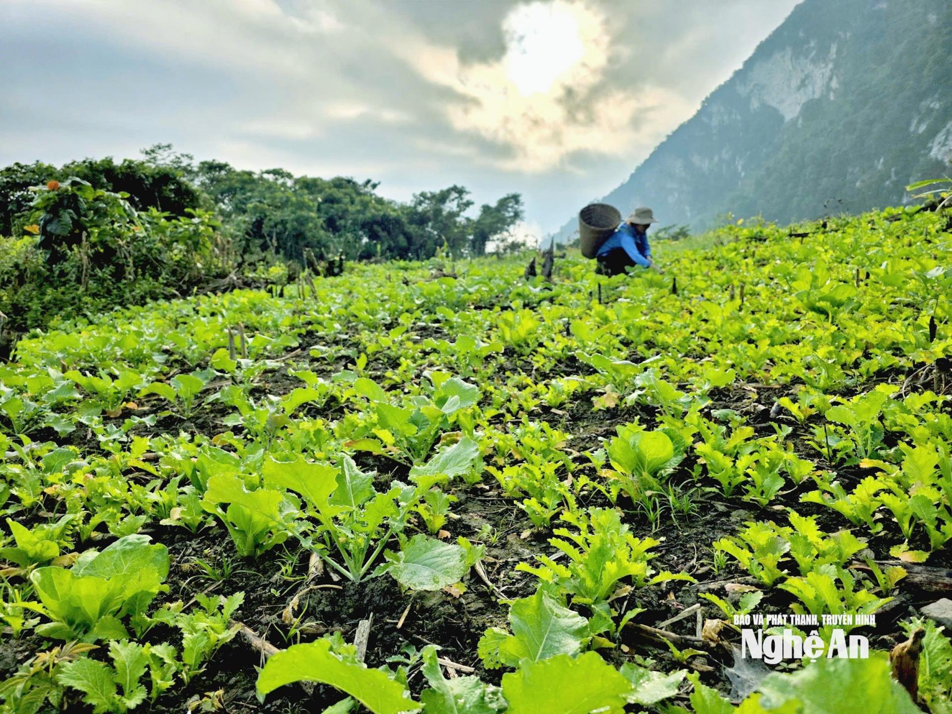 Rẫy rau trên đỉnh núi của người dân bản Piêng Vai, xã Mỹ Lý. Ảnh: Hoài Thu
