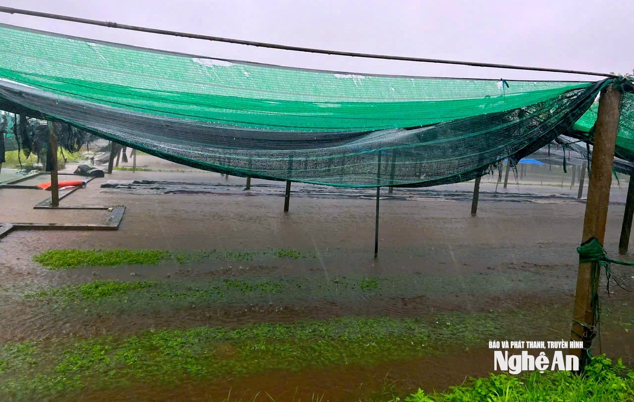 Vùng rau Vinh Xuân, phường Vinh Hưng mất trắng sau mưa lụt. Ảnh: Q.A